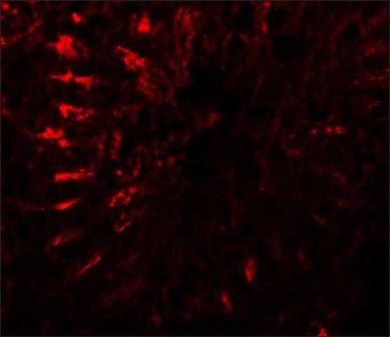 Anti-TCTEX1D3 antibody produced in rabbit