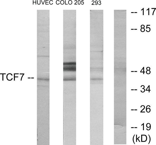 Anti-TCF7, N-Terminal antibody produced in rabbit