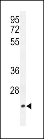 ANTI-TCAL3 (N-TERM) antibody produced in rabbit