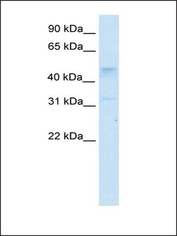 Anti-TCFAP2C antibody produced in rabbit