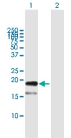 Anti-TDGF1 antibody produced in mouse