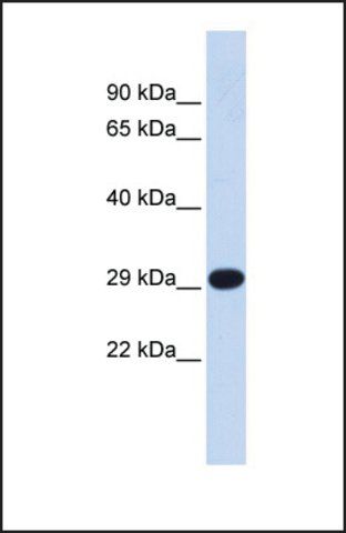 Anti-TFAM antibody produced in rabbit