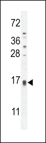 ANTI-TCL6(C-TERMINAL) antibody produced in rabbit