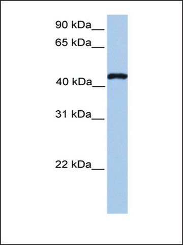 Anti-TEAD3 antibody produced in rabbit