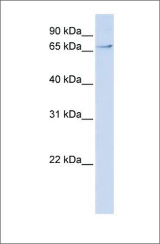 Anti-TCF7L2 (ab1) antibody produced in rabbit