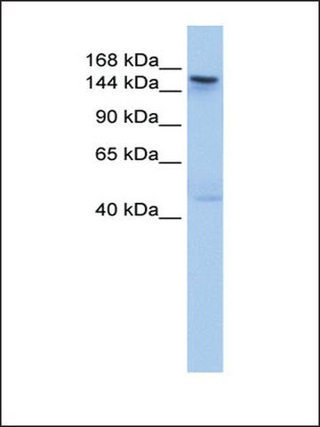 Anti-TEX14 antibody produced in rabbit