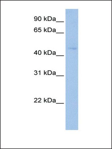 Anti-TEKT2 antibody produced in rabbit