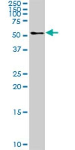 Anti-TFG antibody produced in mouse