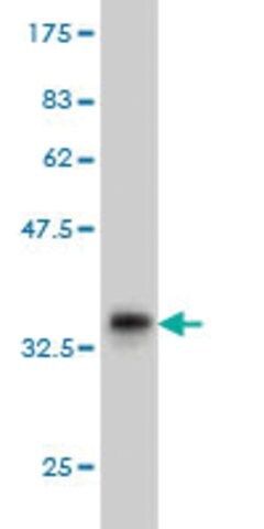 ANTI-TEK antibody produced in mouse