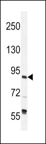 ANTI-TFIIIC90 (N-TERM) antibody produced in rabbit