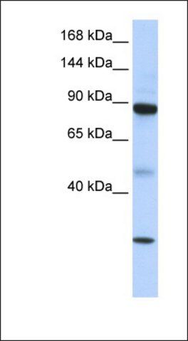 Anti-TDRD9 antibody produced in rabbit