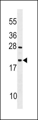 ANTI-TEX12 (CENTER) antibody produced in rabbit