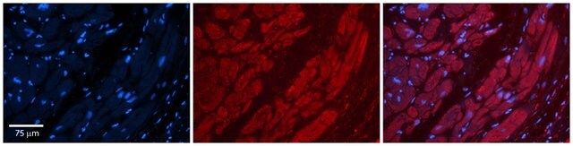 Anti-TFB1M antibody produced in rabbit