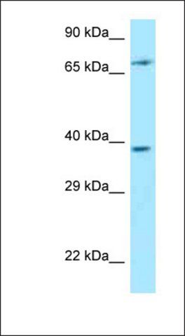 Anti-THEMIS antibody produced in rabbit