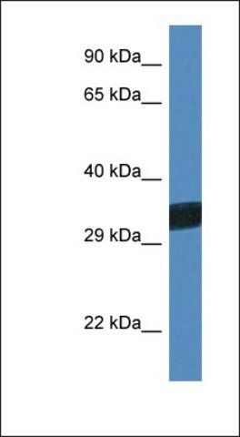 Anti-THAP11 antibody produced in rabbit