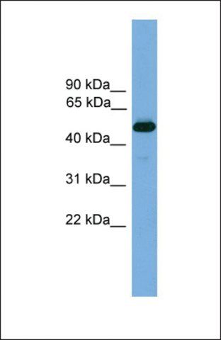 Anti-THRB, (N-terminal) antibody produced in rabbit