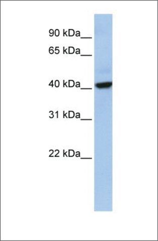 Anti-THAP5 antibody produced in rabbit