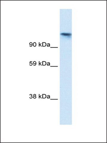 Anti-TIP120A antibody produced in rabbit