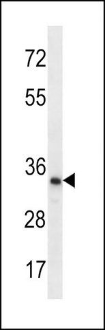 ANTI-TLCD2 (C-TERM) antibody produced in rabbit