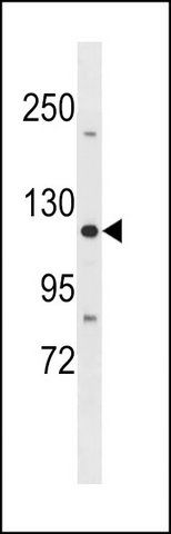 ANTI-TJP3 (N-TERM) antibody produced in rabbit