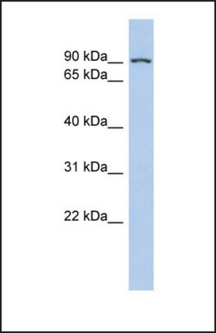 Anti-TLE1, (N-terminal) antibody produced in rabbit