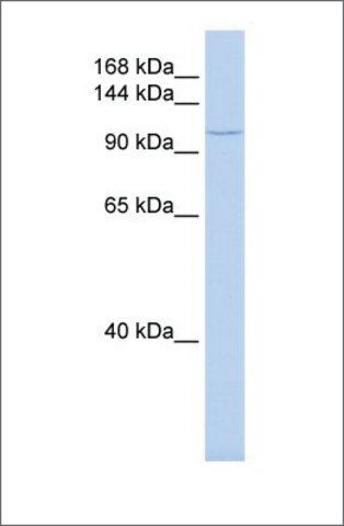 Anti-TMF1 (ab2) antibody produced in rabbit