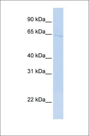 Anti-RP13-102H20.1 (ab2) antibody produced in rabbit