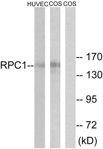 Anti-RPC1 antibody produced in rabbit