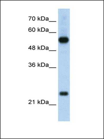 Anti-RPL13 antibody produced in rabbit