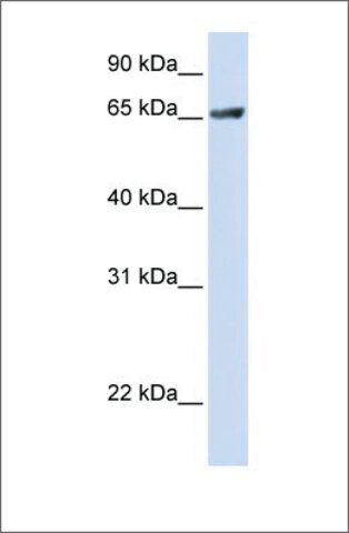 Anti-RUFY1 antibody produced in rabbit