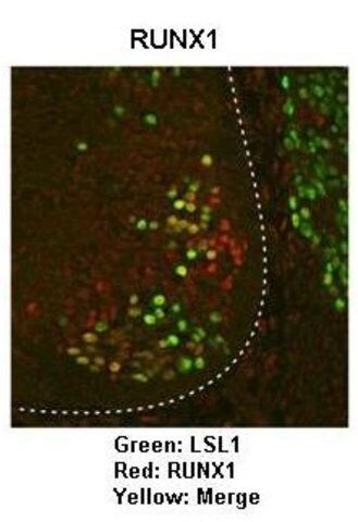 Anti-RUNX1 antibody produced in rabbit