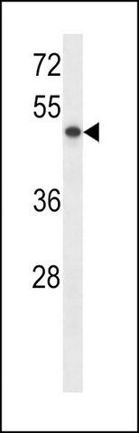 ANTI-RUNX3 (CENTER) antibody produced in rabbit