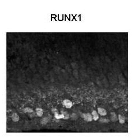 Anti-RUNX1 antibody produced in rabbit