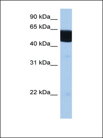 Anti-RXRB (AB2) antibody produced in rabbit