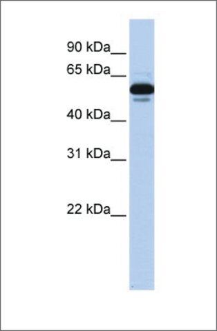 Anti-RXRA (ab2) antibody produced in rabbit