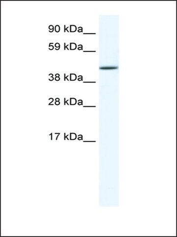 Anti-RUNX3 antibody produced in rabbit