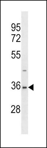 ANTI-SAE1 (AOS1)(C-TERMINAL) antibody produced in rabbit