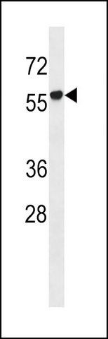 ANTI-RUNDC1 (C-TERM) antibody produced in rabbit