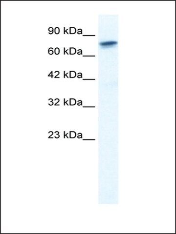 Anti-RUNX2 antibody produced in rabbit