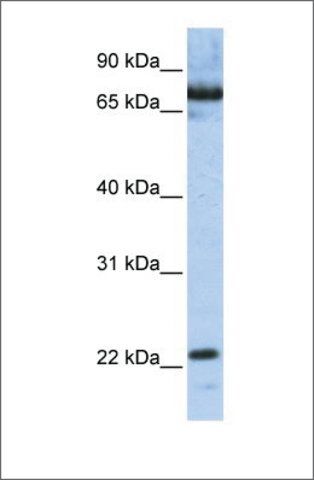 Anti-SCAND1 (ab1) antibody produced in rabbit