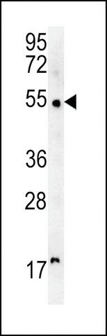 ANTI-SCAR5 (C-TERMINAL) antibody produced in rabbit