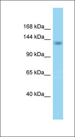 Anti-SCAF8 antibody produced in rabbit