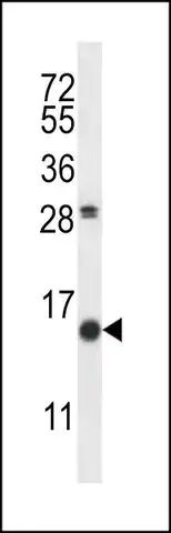 ANTI-SCGB1D2 (CENTER) antibody produced in rabbit