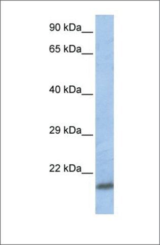 Anti-SCAND1 (ab2) antibody produced in rabbit