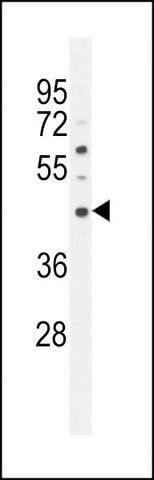 ANTI-SATL1 (C-TERM) antibody produced in rabbit