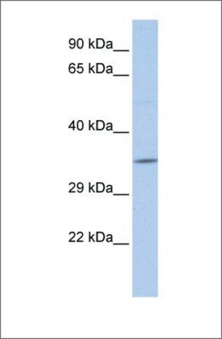 Anti-SCAND2 (ab2) antibody produced in rabbit