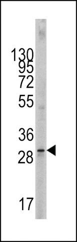 ANTI-SCF (KITLG)(C-TERMINAL) antibody produced in rabbit