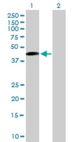 Anti-SAV1 antibody produced in mouse