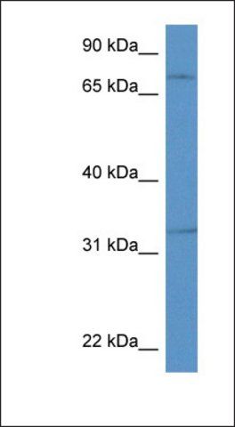 Anti-SCG2 antibody produced in rabbit