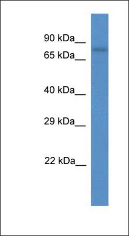 Anti-SCEL antibody produced in rabbit